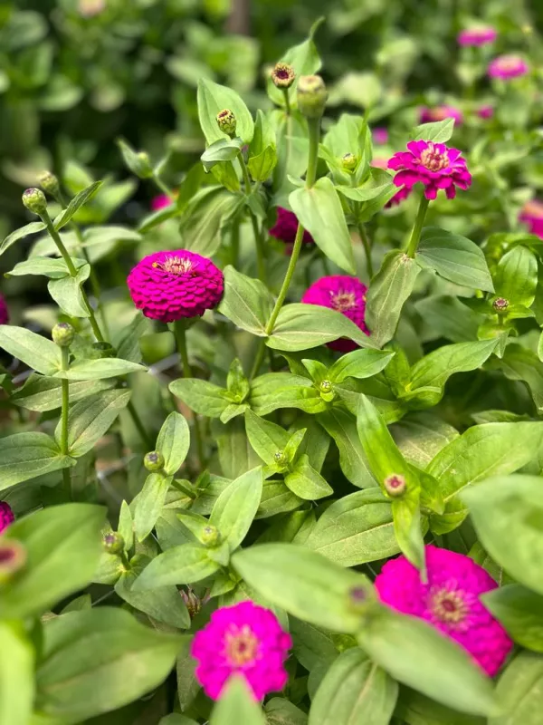 Zinnia Burgundy Carmine Rose 2.jpeg