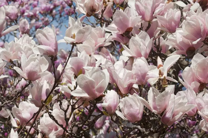 Magnolia Tree Alba Superbra