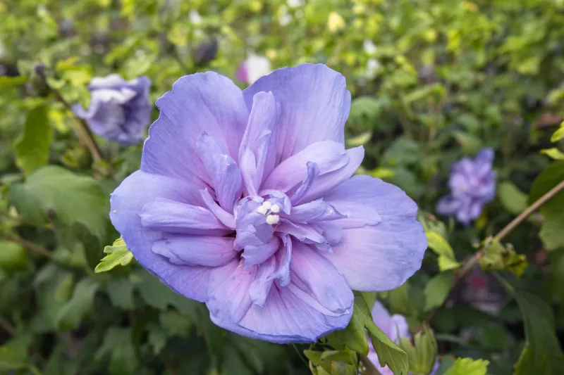 Hibiscus Blue Chiffon