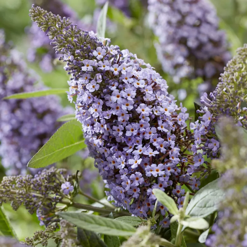 Buddleja Lila Sweetheart