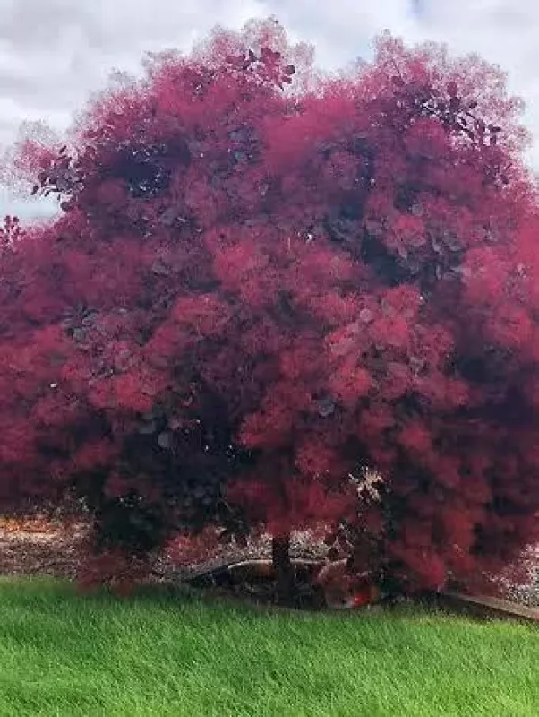 Cotinus Coggygria Royal Purple