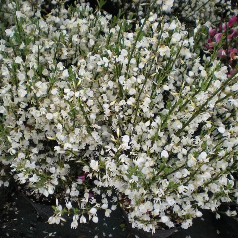 Cytisus Albus