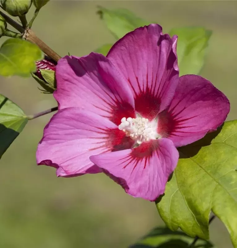 Hibiscus Syr Flogi