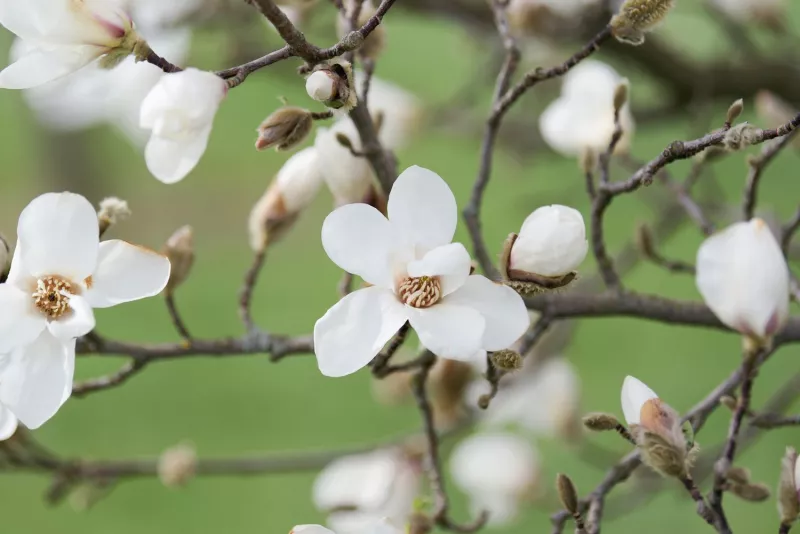 Magnolia Tree Kobus