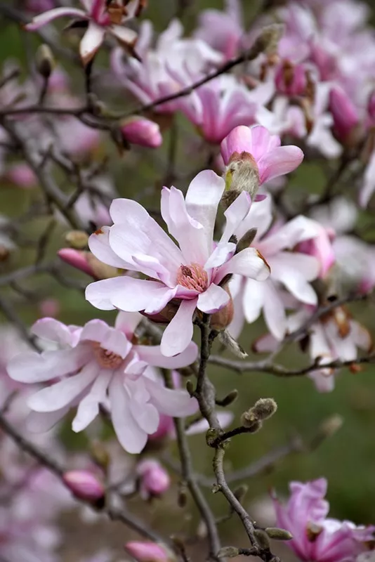 Magnolia Tree Leonard Messel