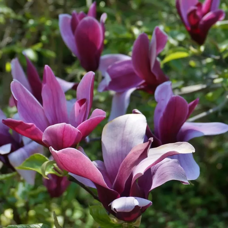 Magnolia Tree Nigra