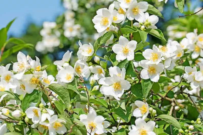 Philadelphus Coronarius