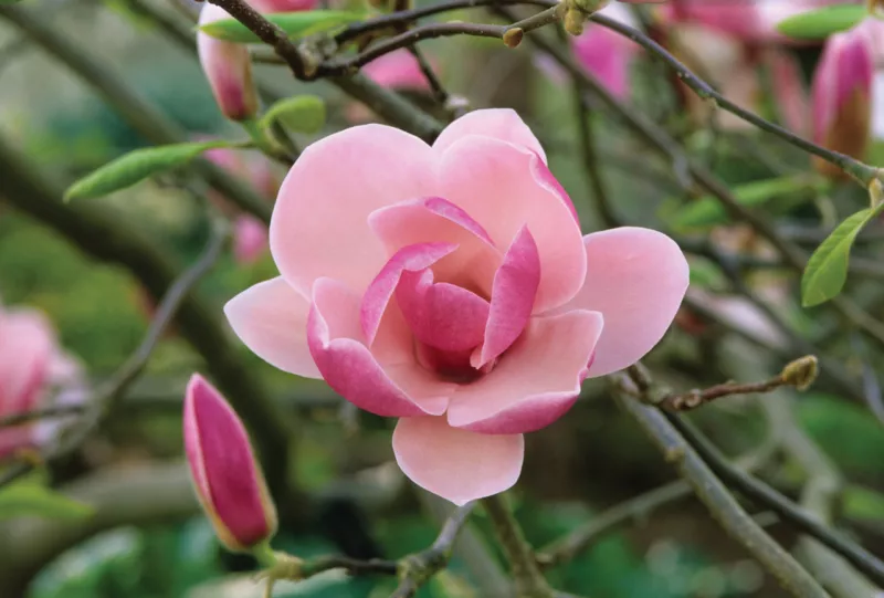 Magnolia Tree Rustica Rubra