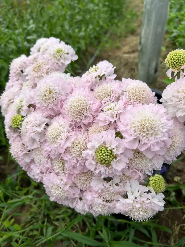 Scabiosa Scoop