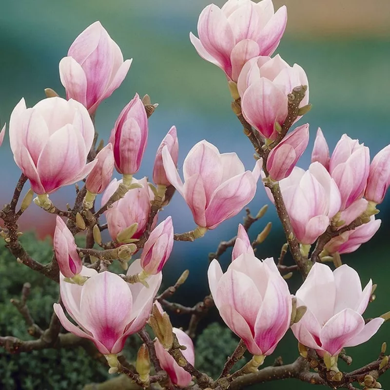 Magnolia Tree Hybrid Soulangeana