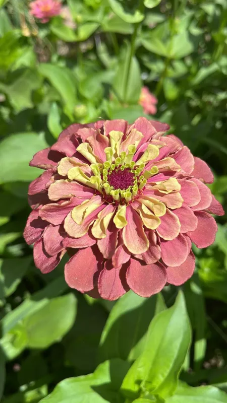 Zinnia Brown