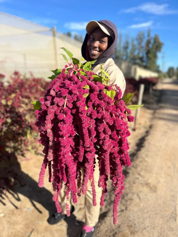 Burgundy Dreadlocks 