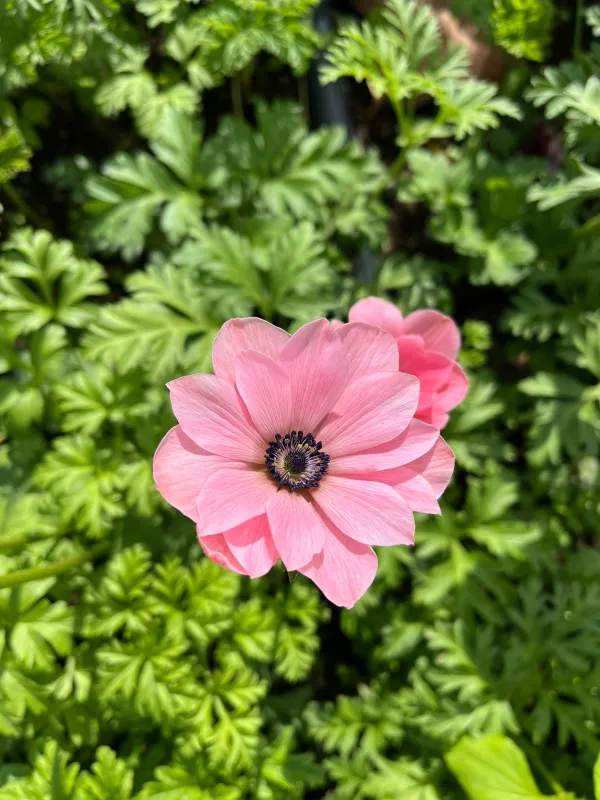 Anemone Pastel Pink