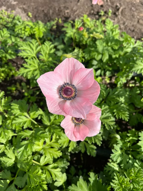 Anemone Pastel Pink