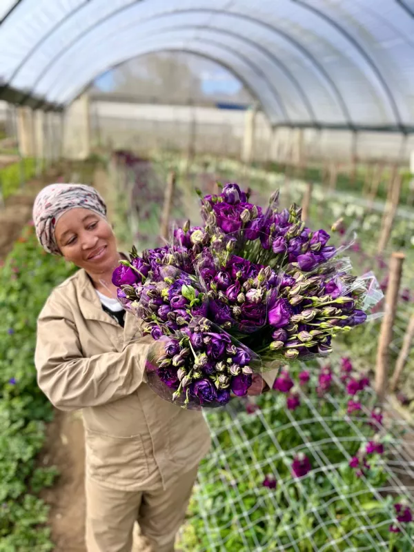 Lisianthus Dark Purple 