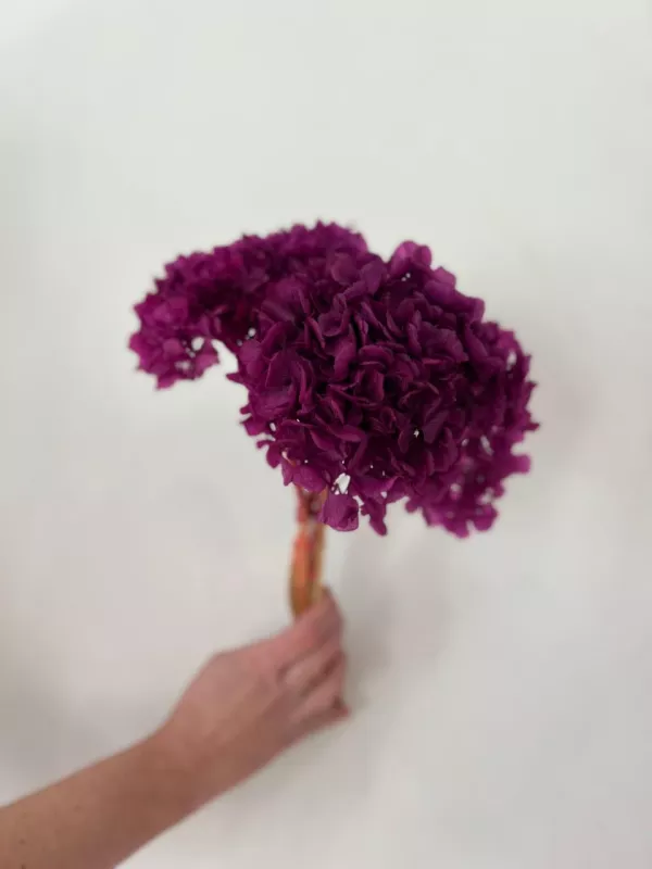 Dried Hydrangea Purple