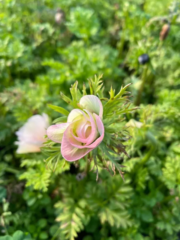 Anemone Rosa 1