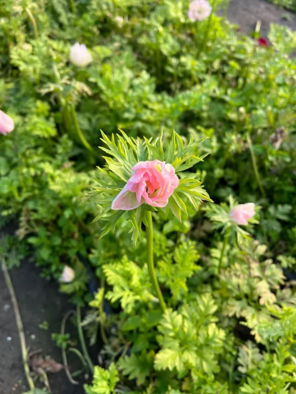 Anemone Rosa 2