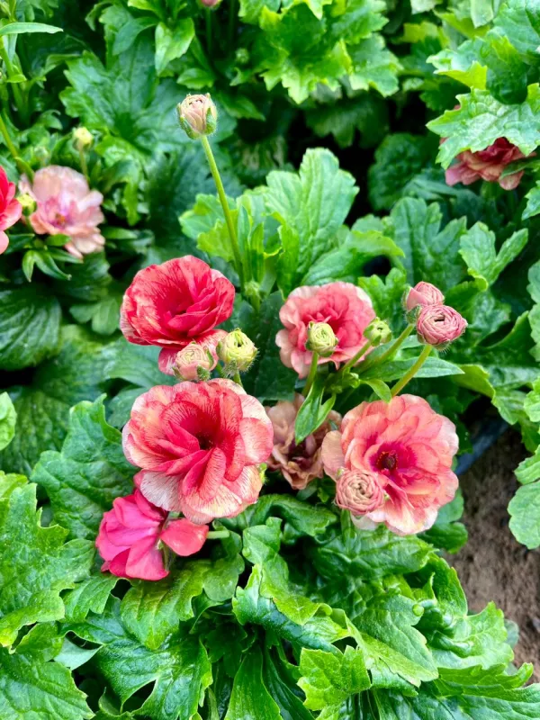 Butterfly Ranunculus - Rusty Red