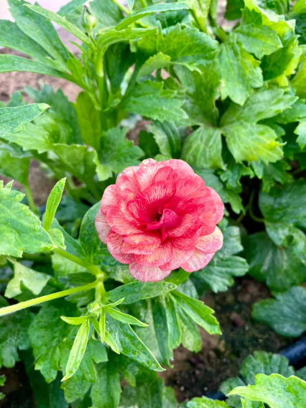 Butterfly Ranunculus - Rusty Red