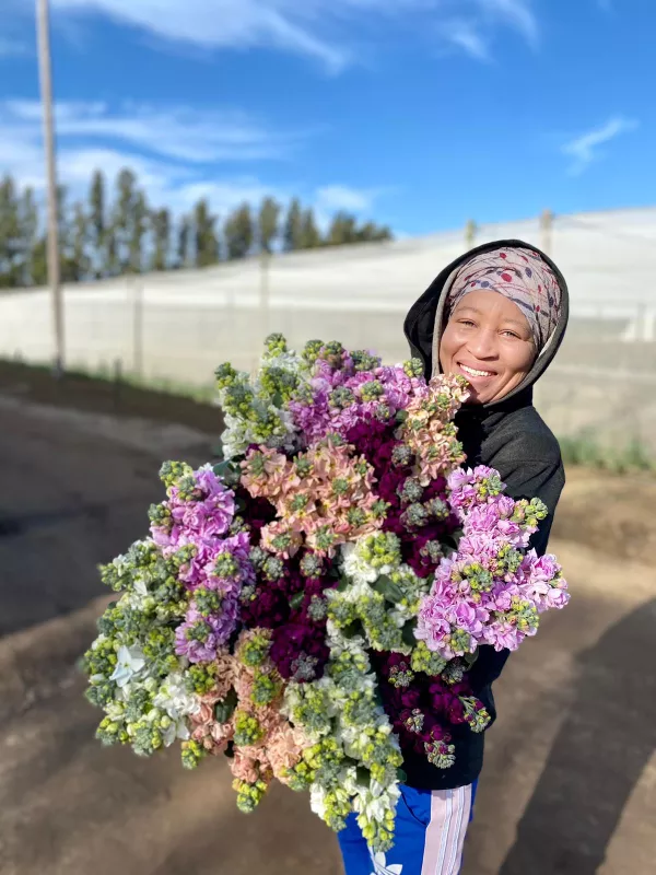 Stocks Matthiola Mix