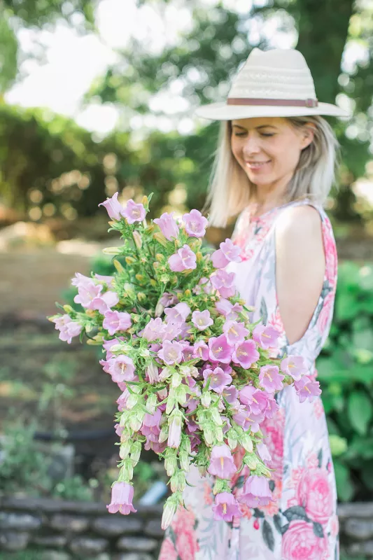 Campanula Bells Light Pink