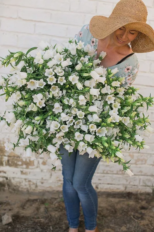 Campanula Bells White