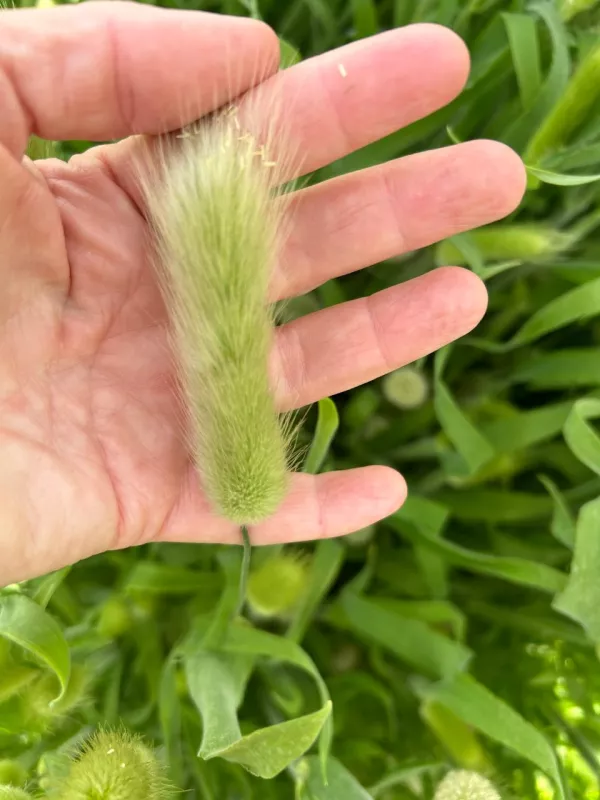 Bunny Tails - Green 