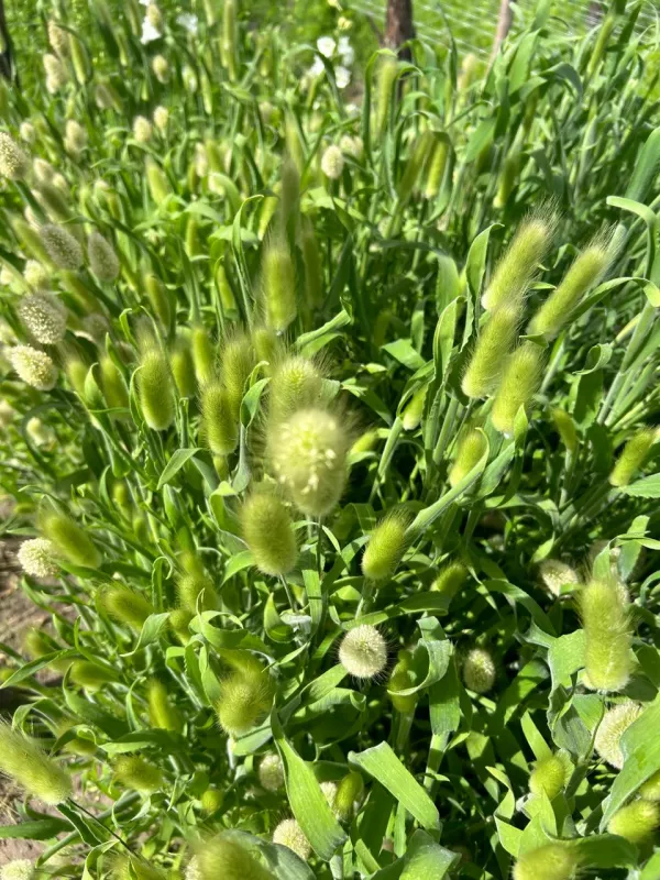 Bunny Tails - Green 