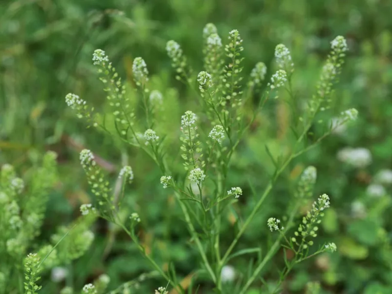 Lepidium 