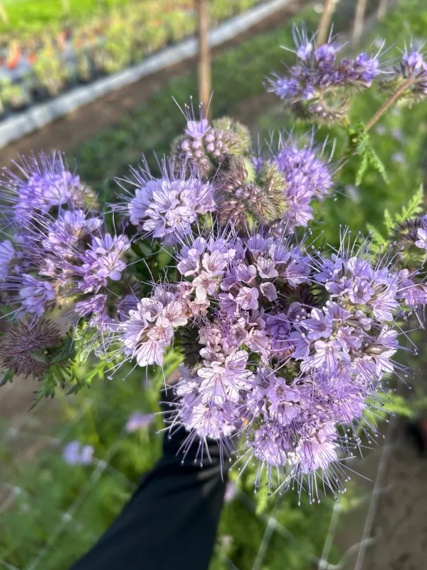 Phacelia 