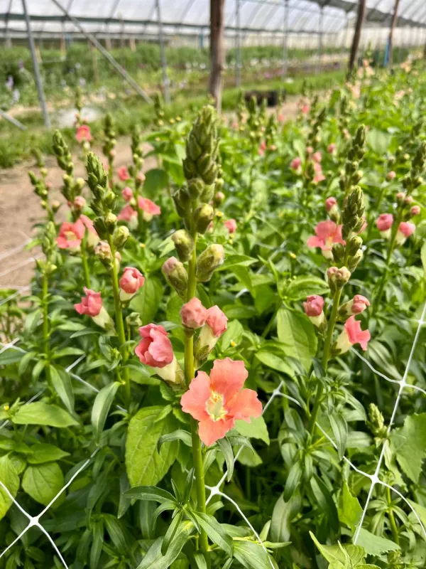 Snapdragon Madame Butterfly