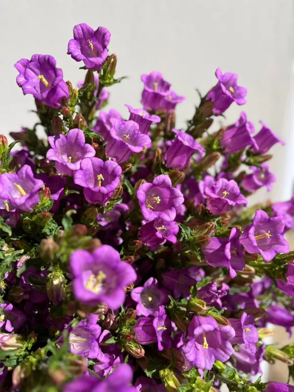 Campanula Bells - Purple