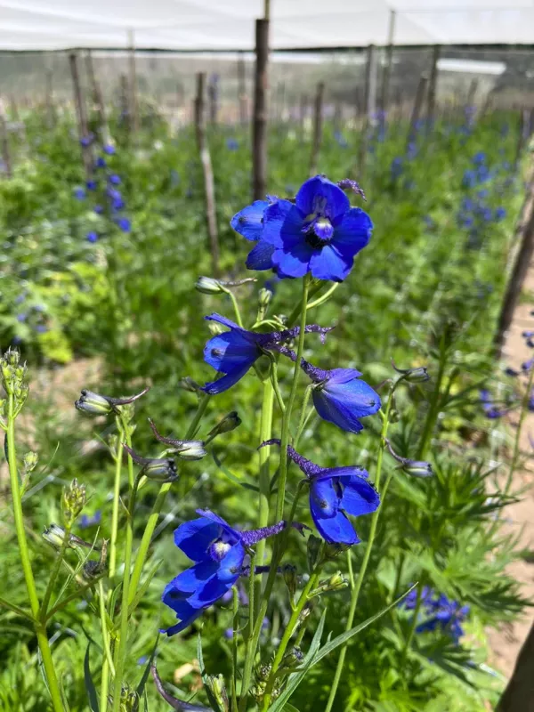 Delphiniums	- Blue Purple