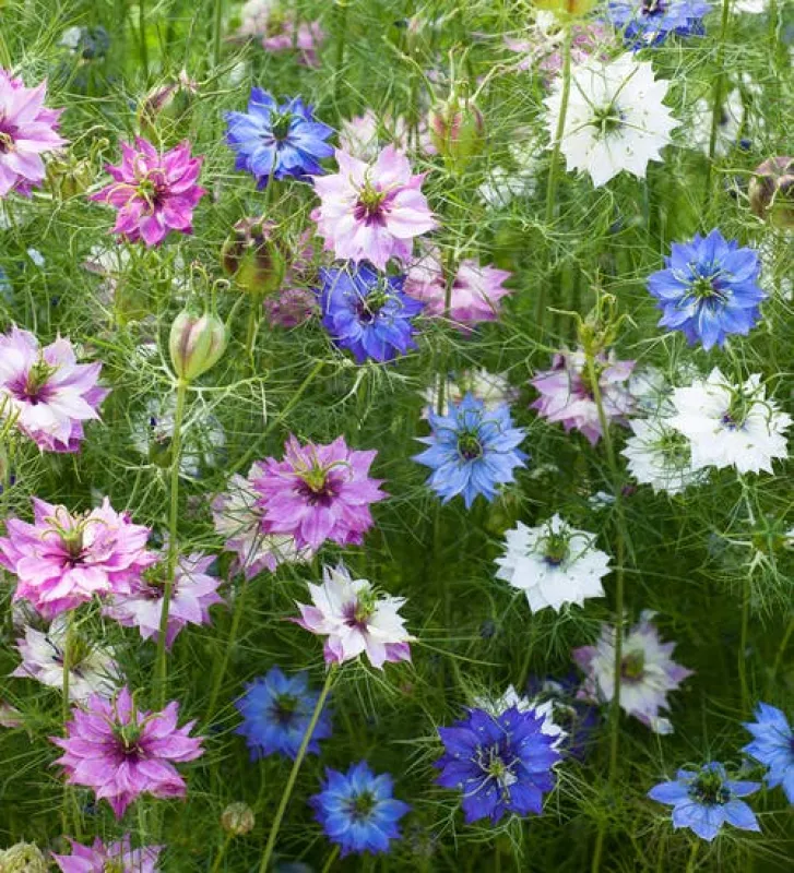 Nigella Persian Jewel Mix 