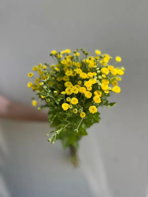 Matricaria Snowball - Yellow