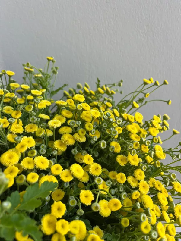 Matricaria Snowball - Yellow