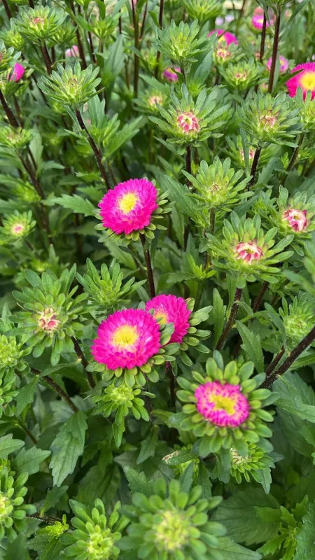 Aster Cerise Pink