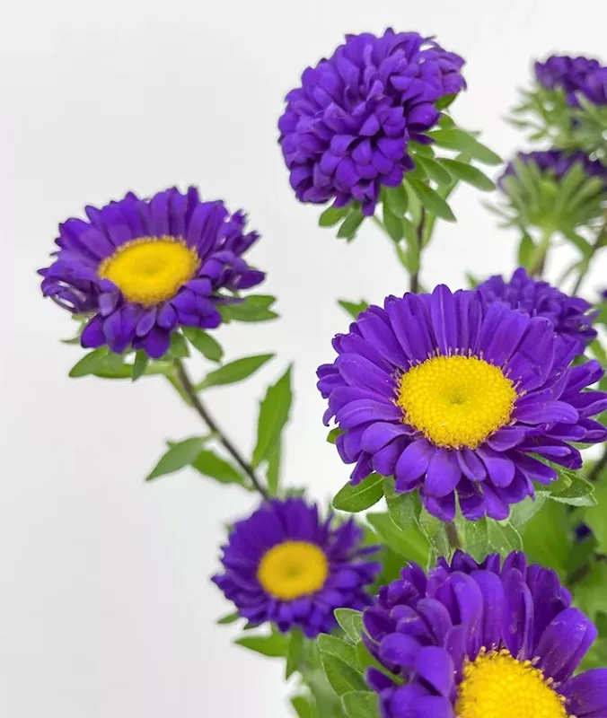 Aster Dark Purple