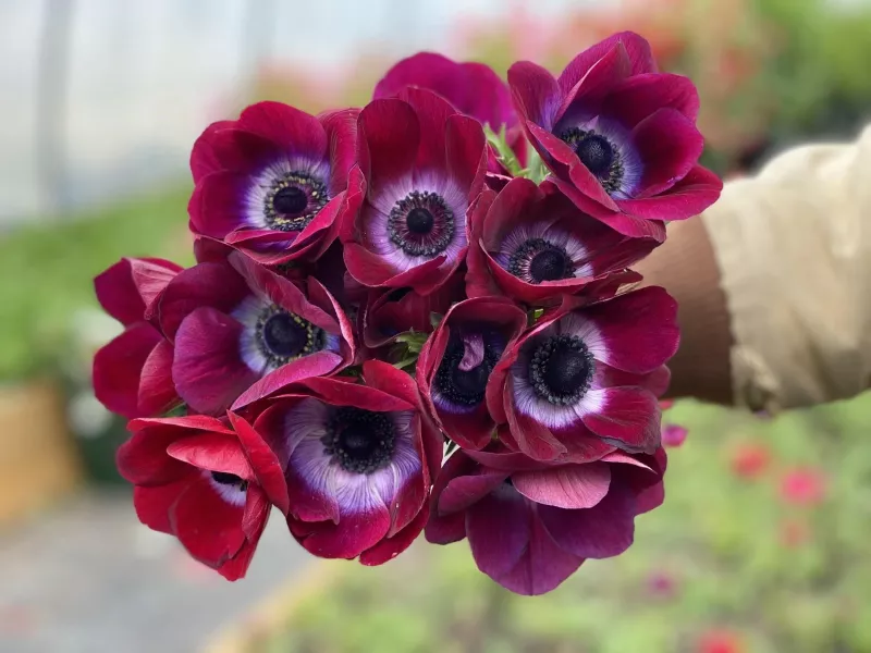 Anemone Mistral Bordeaux