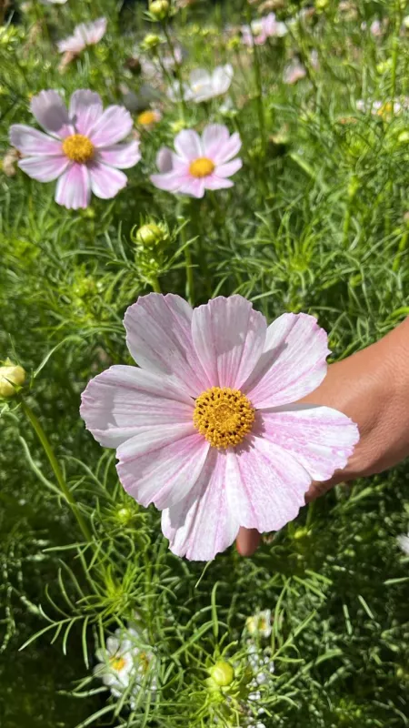 Cosmos Light Pink